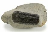 Detailed Austerops Trilobite - Ofaten, Morocco #340908-1